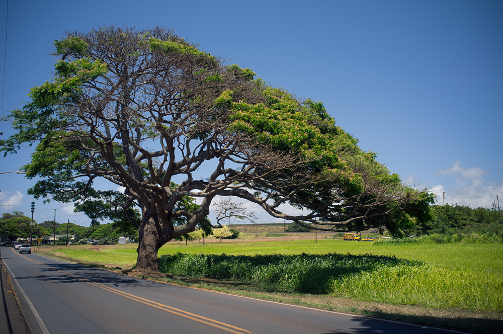 Beautiful Hawaii