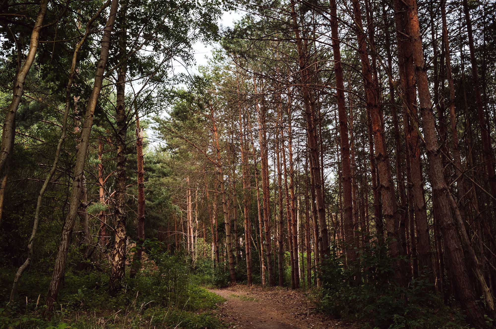 wood forest lake leipzig