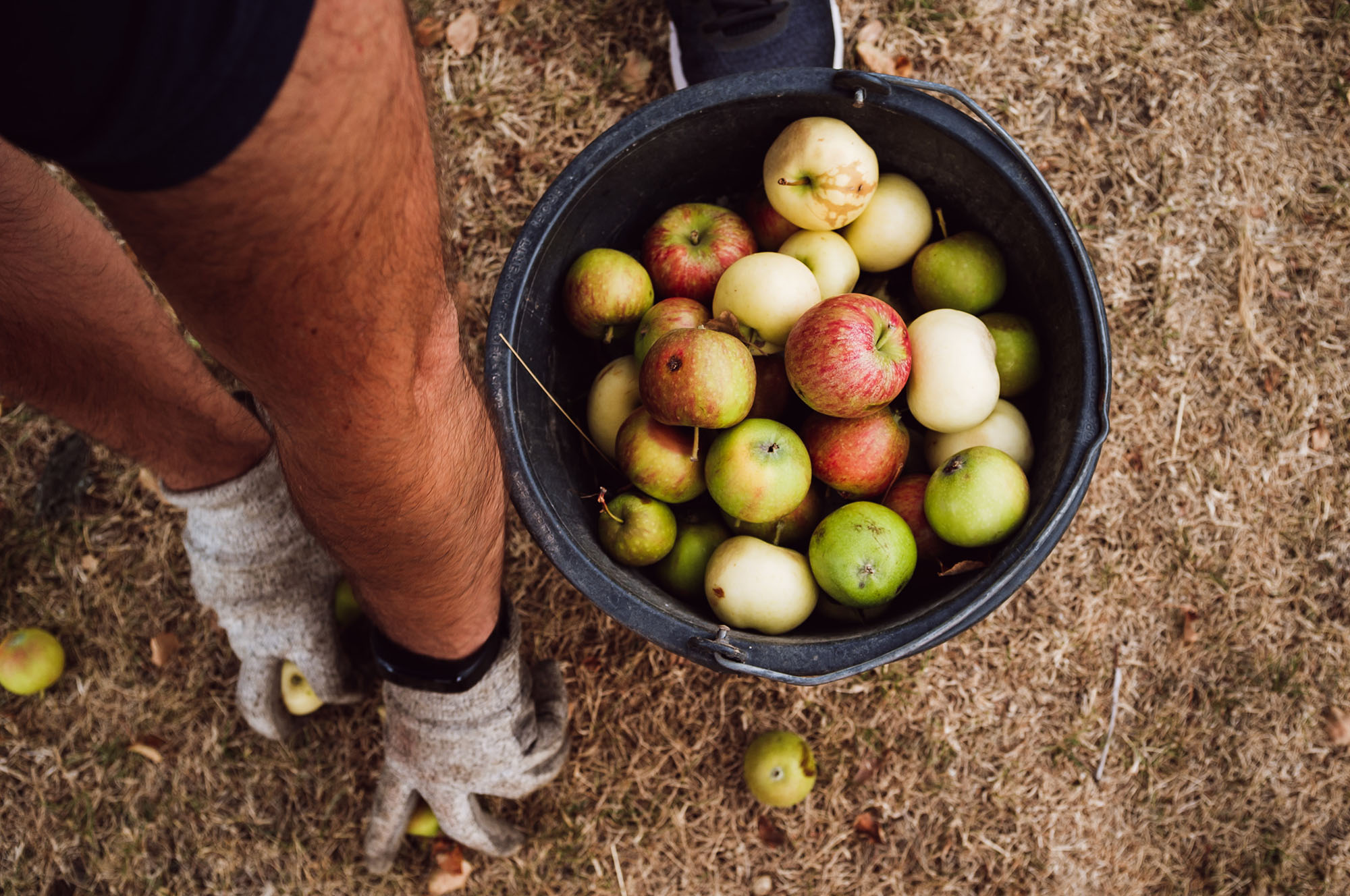 collecting apples