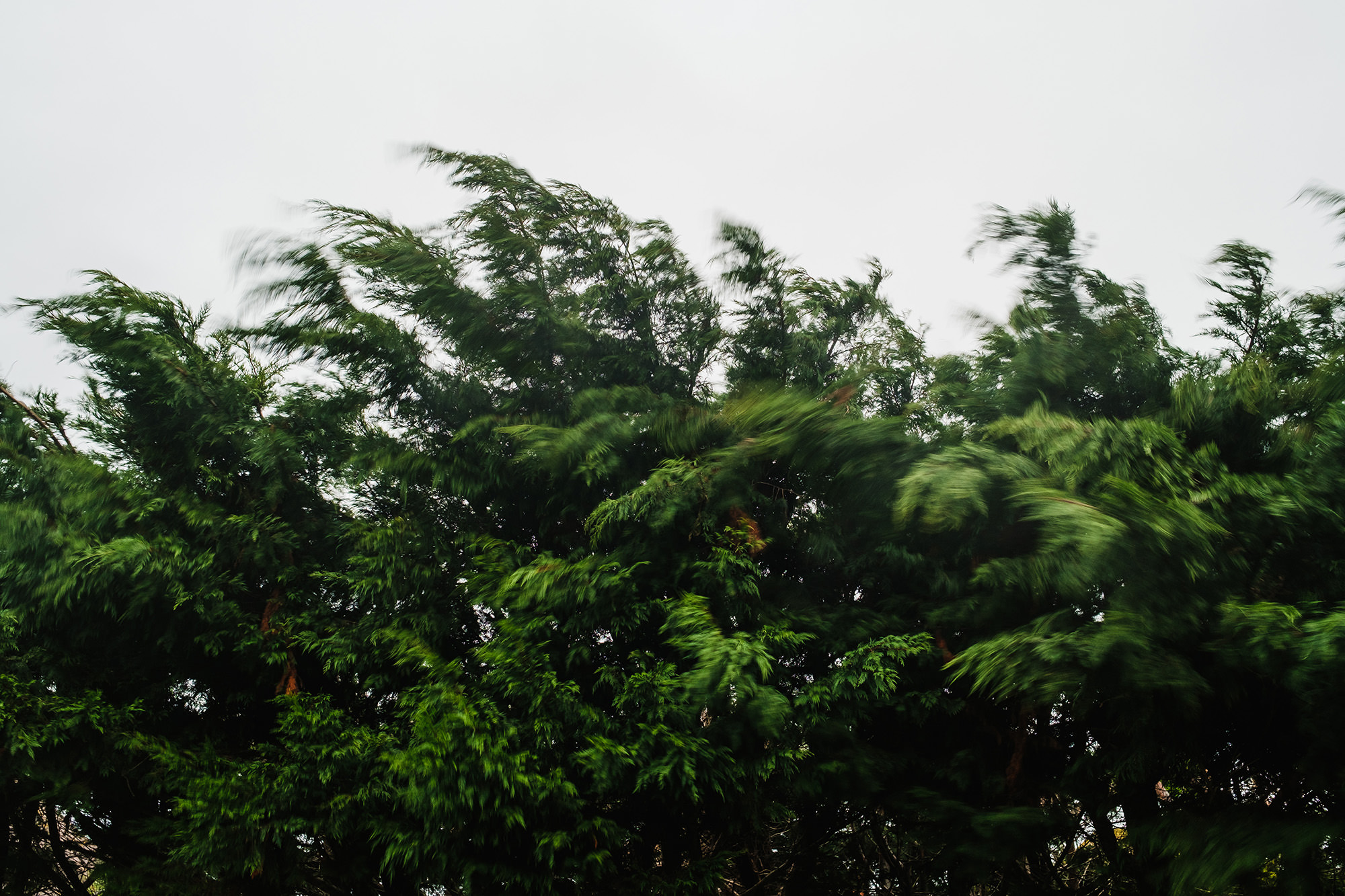 storm in the trees