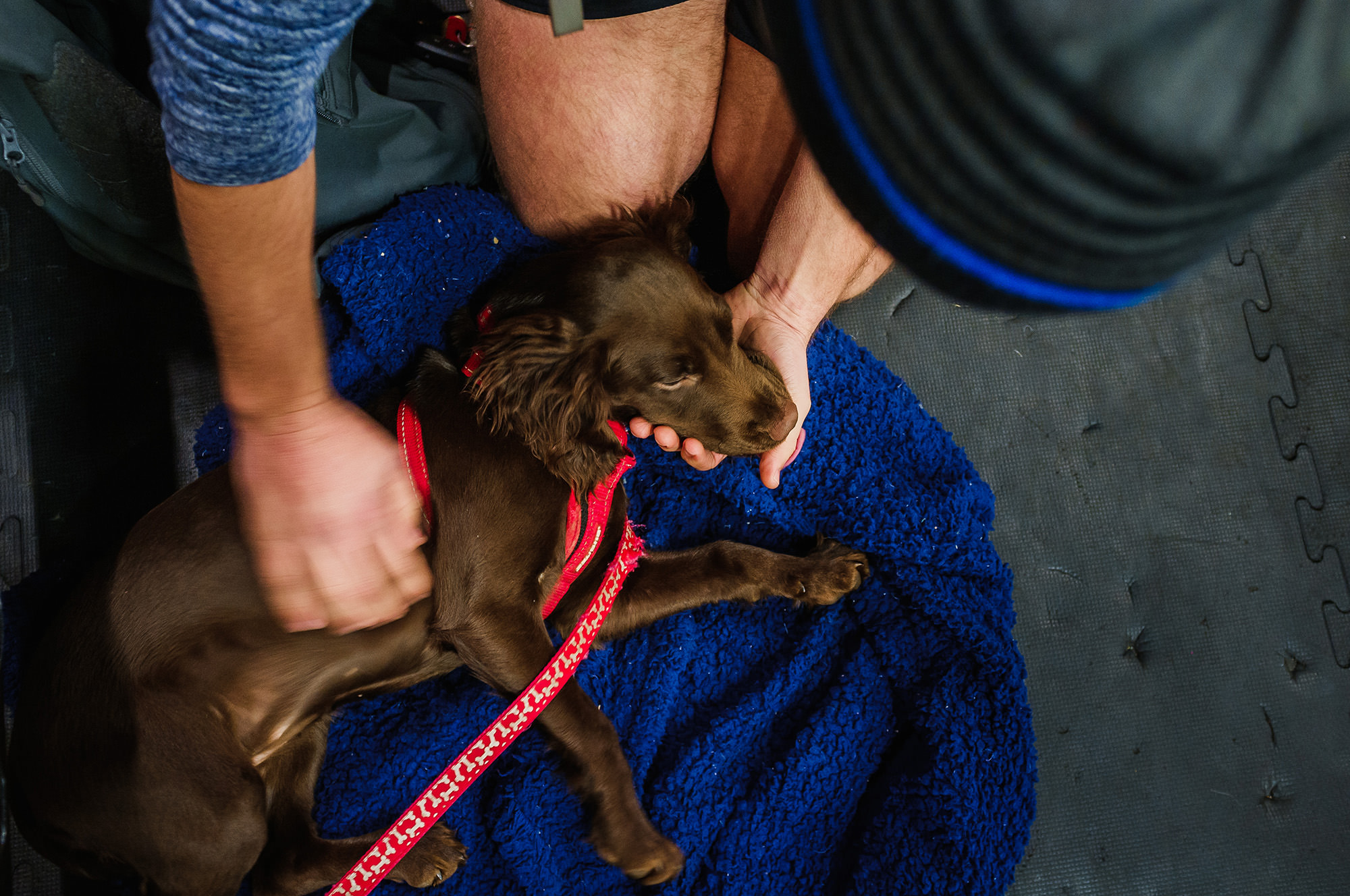 puppy love at the gym