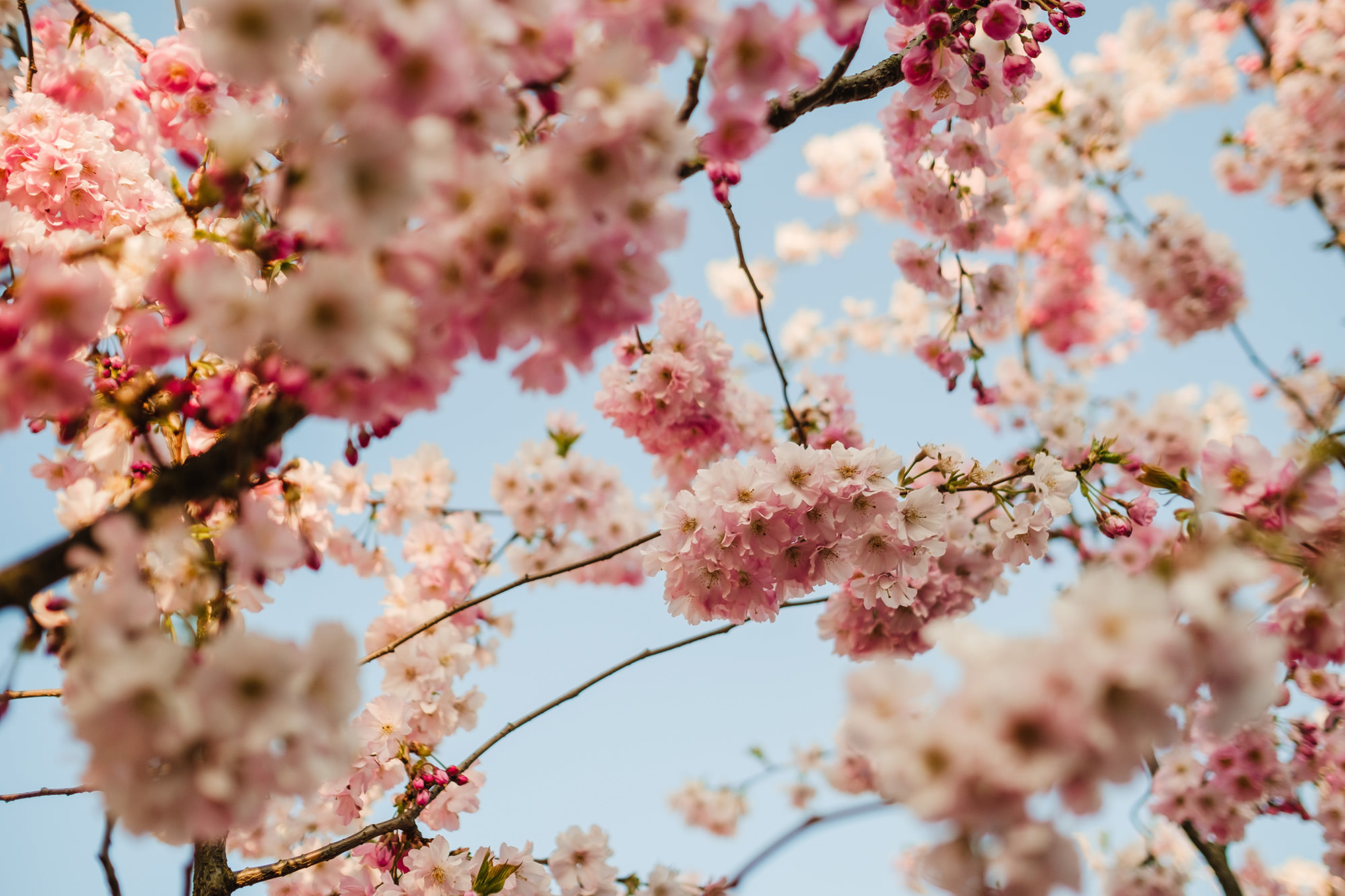 cherry blossom spring time