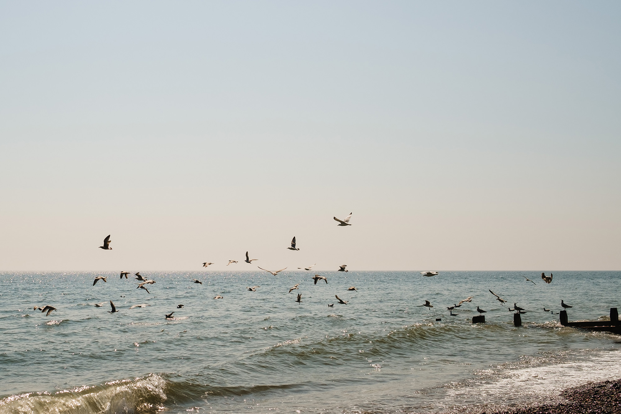 worthing beach birds