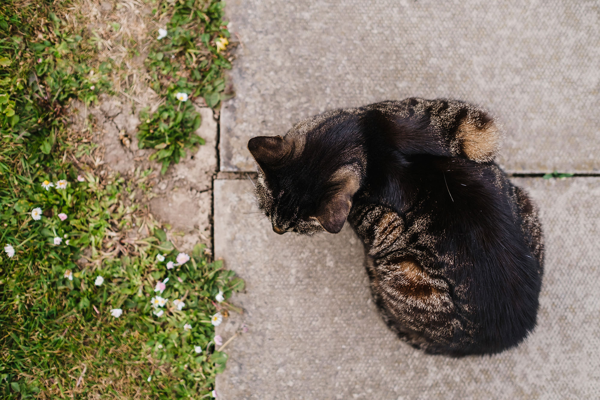 cat on the pavement