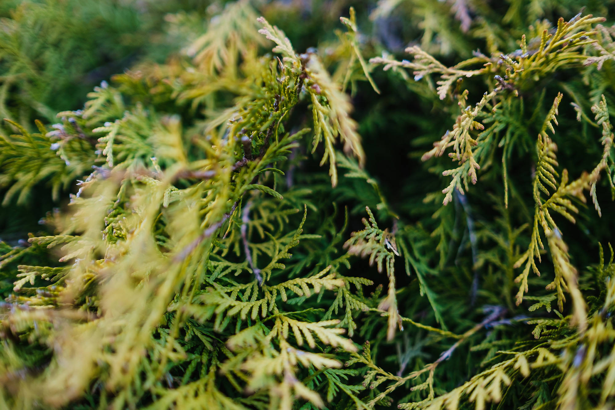 greenery in worthing