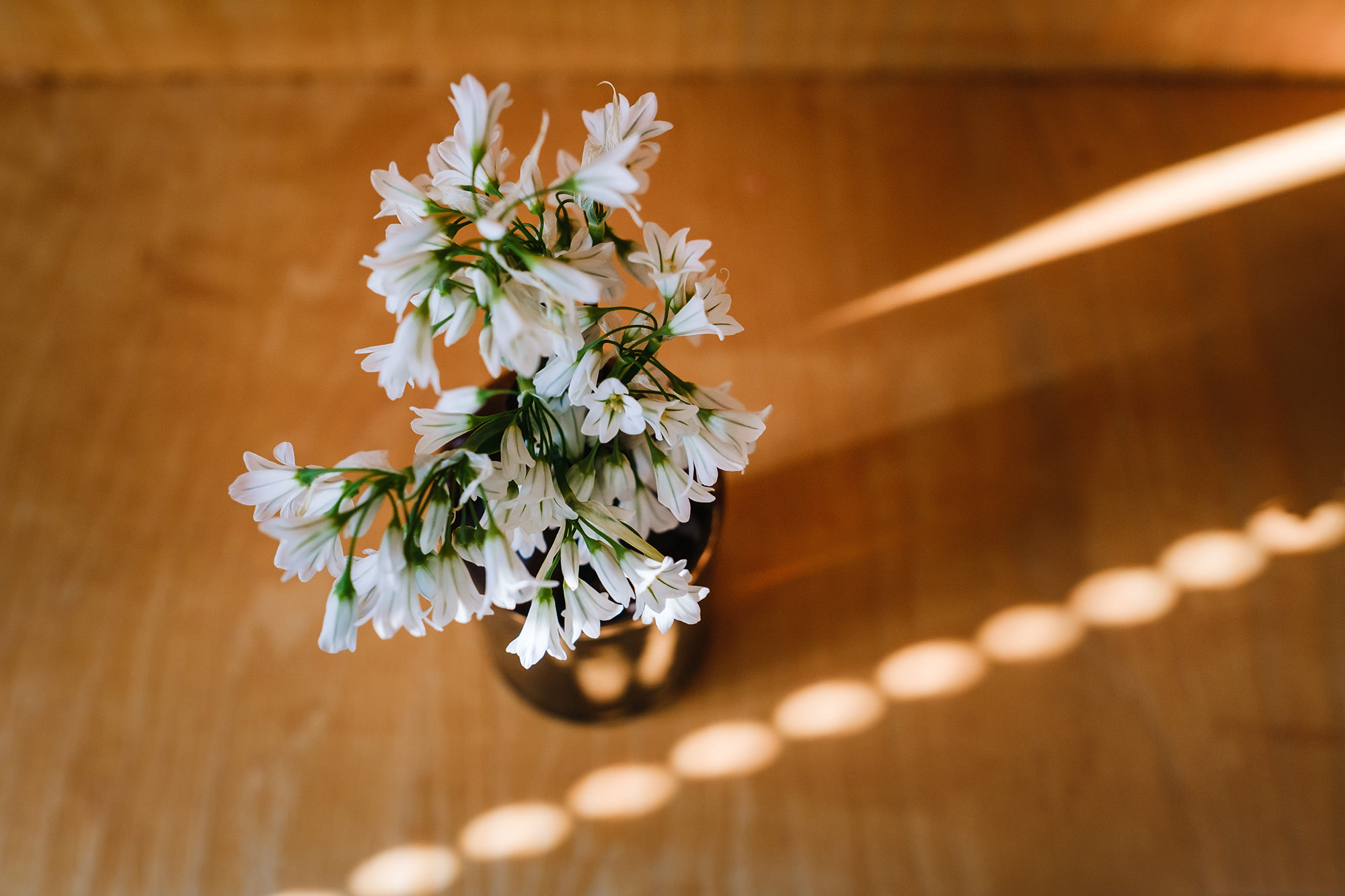 lockdown diaries with flowers