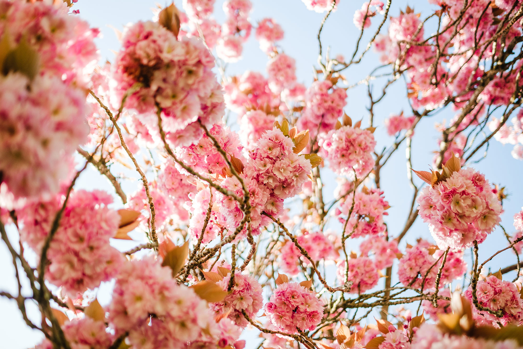 cherry blossoms in april