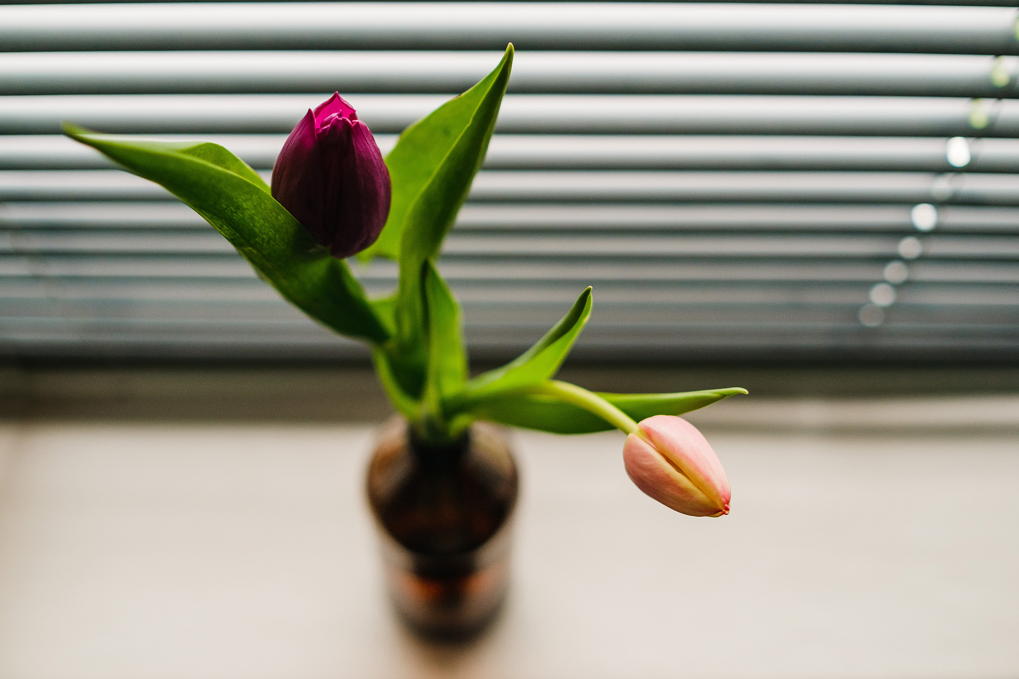 flowers on the windowsill